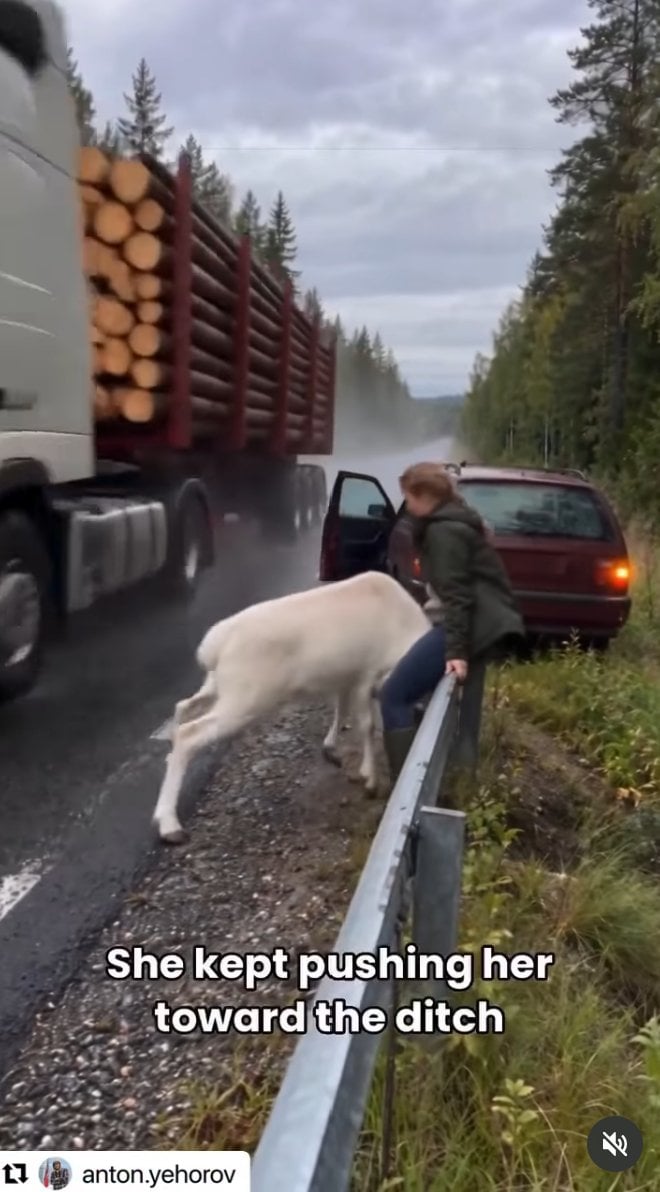 baby white reindeer post.png
