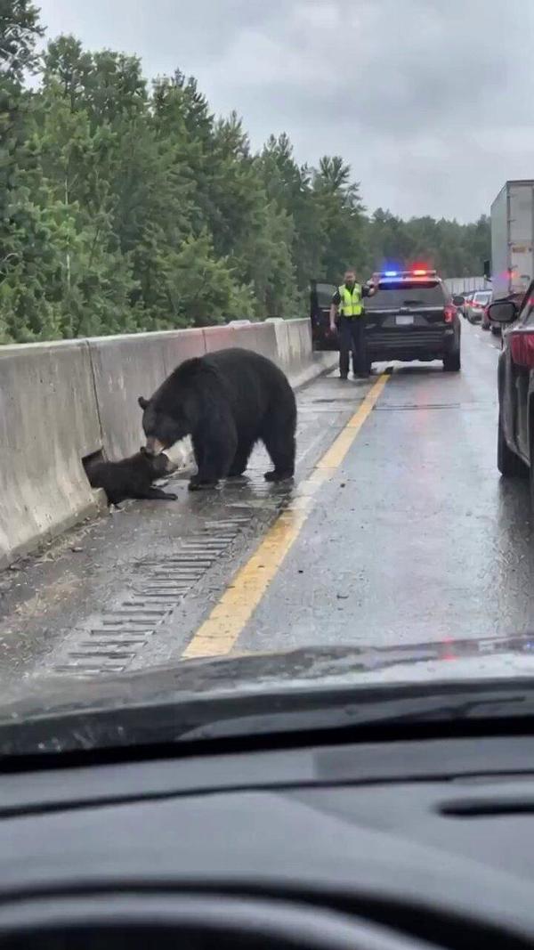 bearthumbnail.jpg