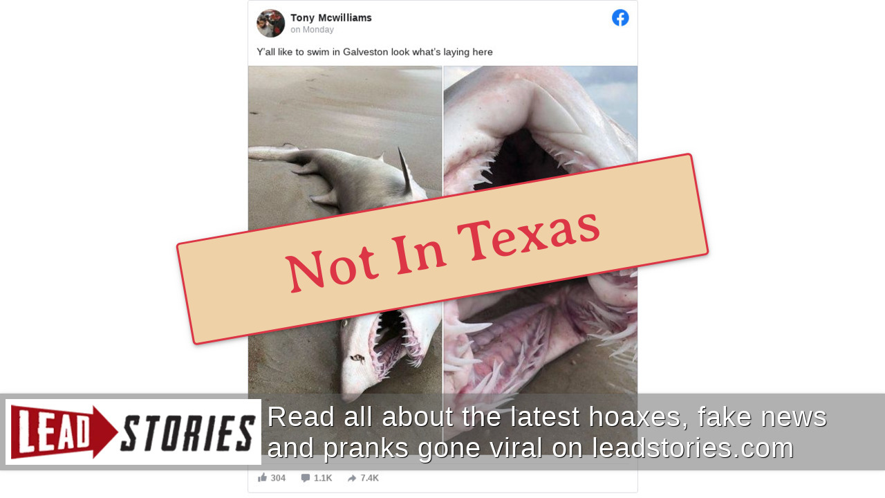 Fact Check This Shark Was NOT Found In Galveston, Texas Lead Stories