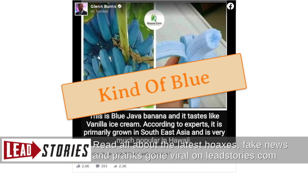 stores that sell blue java bananas detroit area