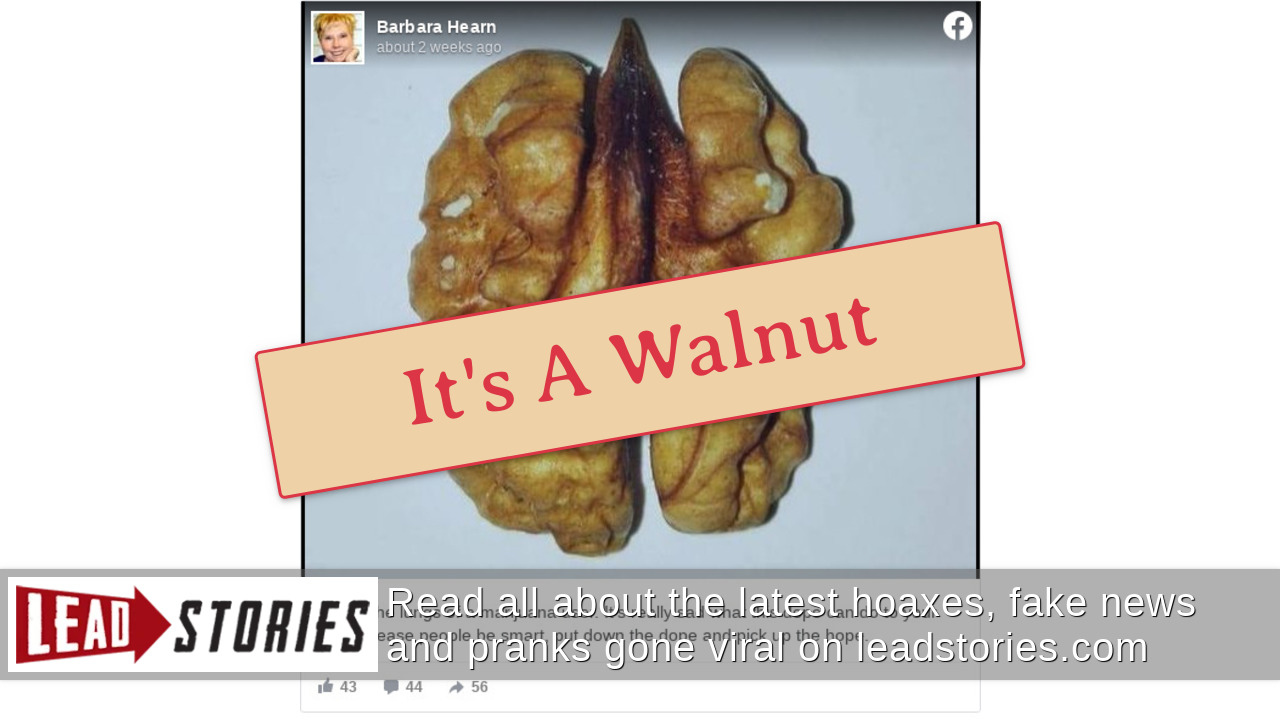 Fact Check Image Of A Walnut Is NOT The 'Lungs Of A Marijuana User