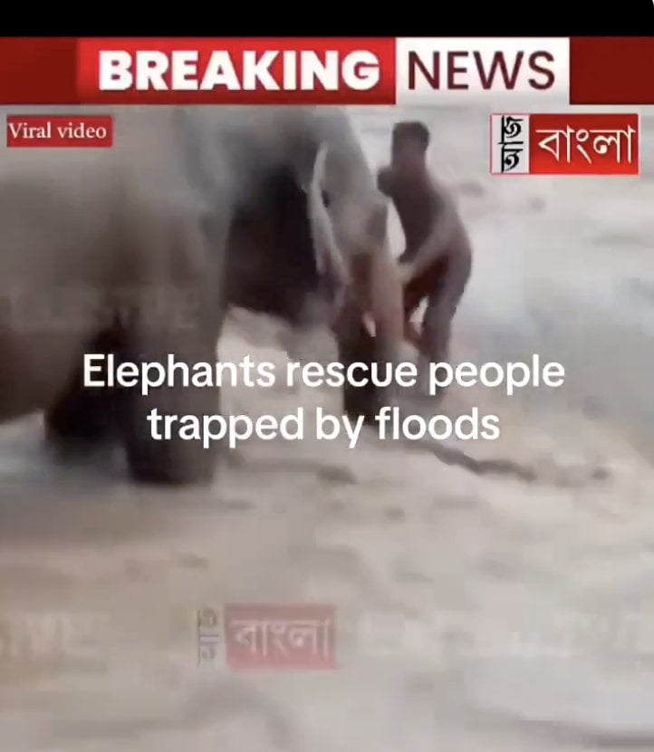 Man Elephant.png